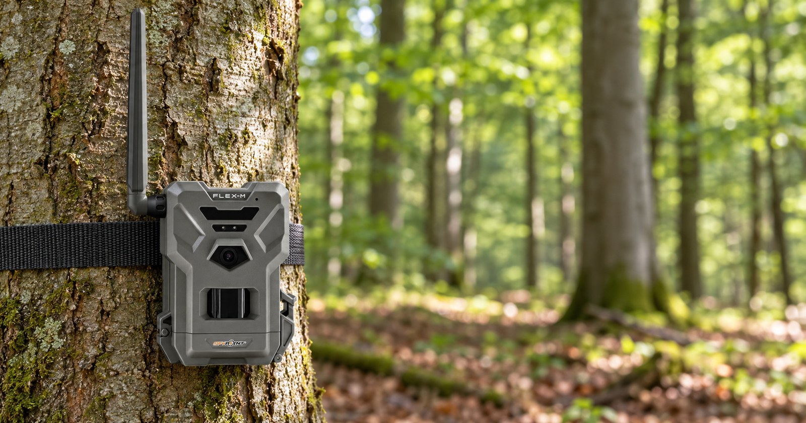 Spypoint Flex-M mit Funkantenne am Baum im lichten Laubwald